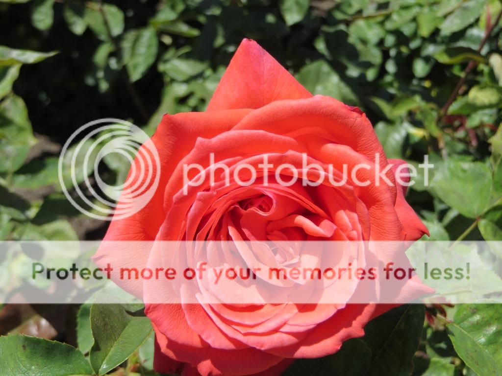 Marmalade Skies photo IMG_0597_zpsa944b410.jpg